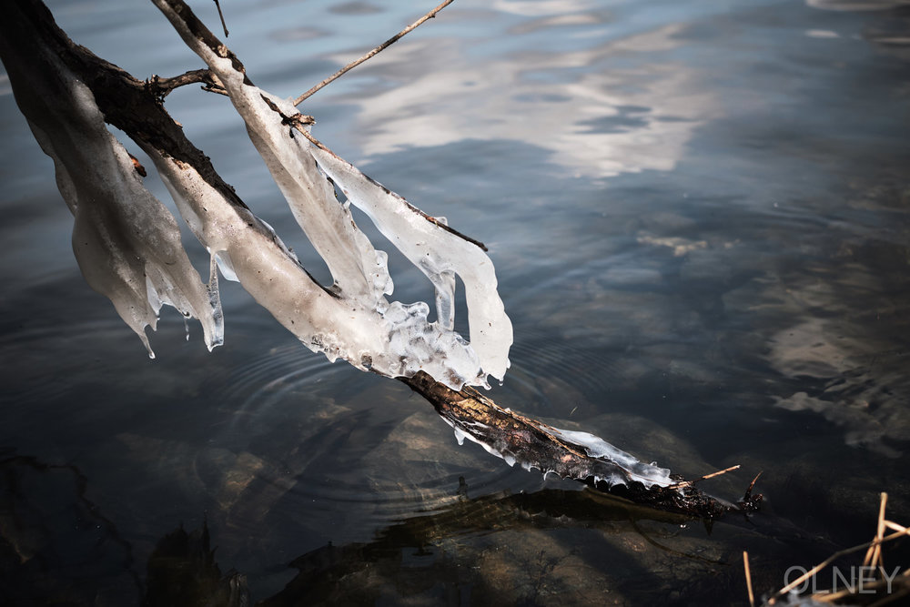 ice on a branch dipped in a lake
