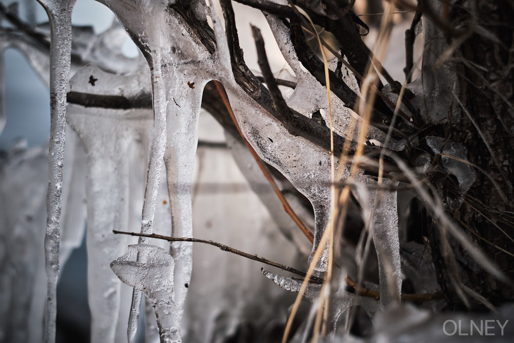 icicles on branches