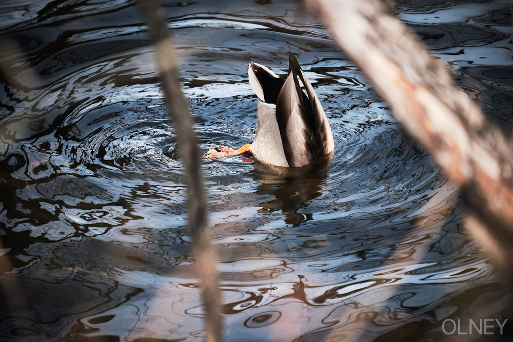 duck searching for food underwater