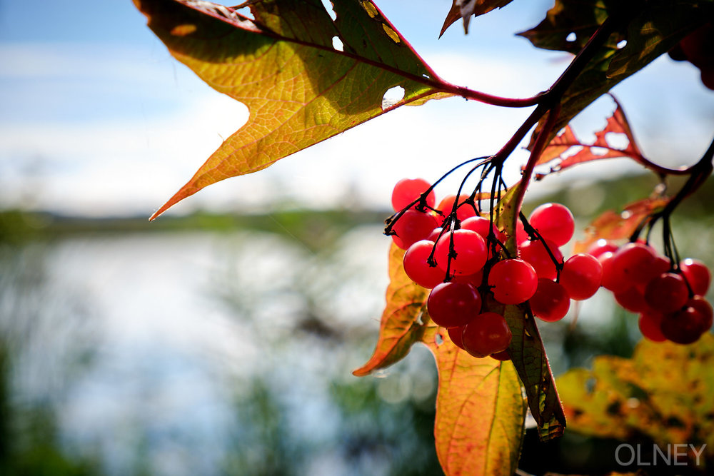 fall foliage and fruits at etang burbank