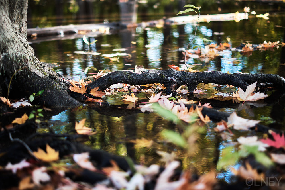 puddle and leaves