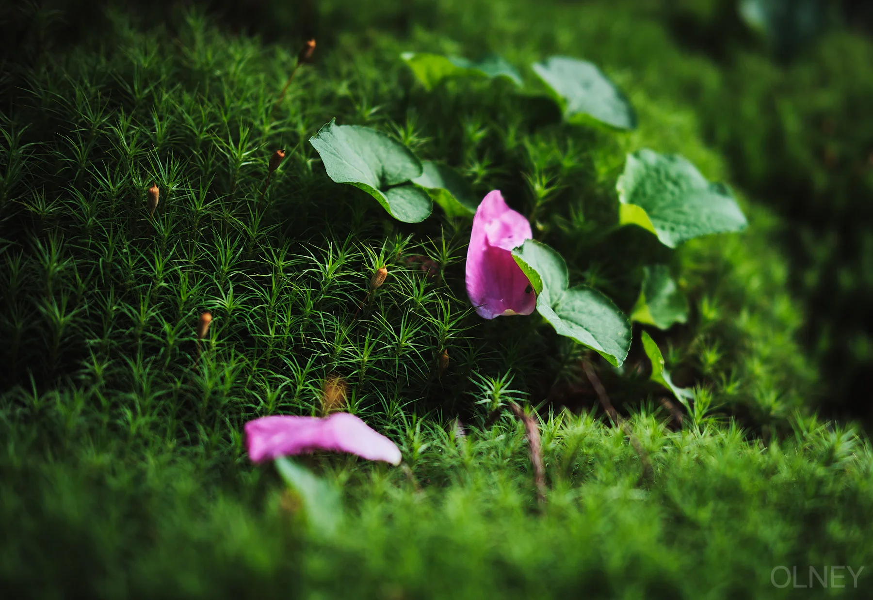 OLNEY-jardin et trottoir-01.jpg