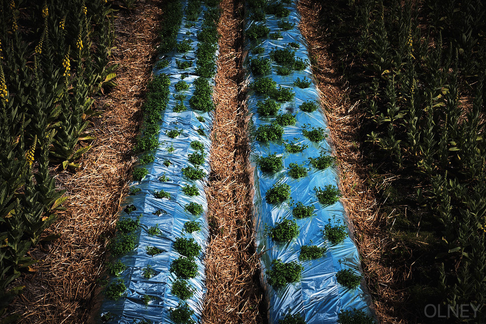 covered plants in val-david