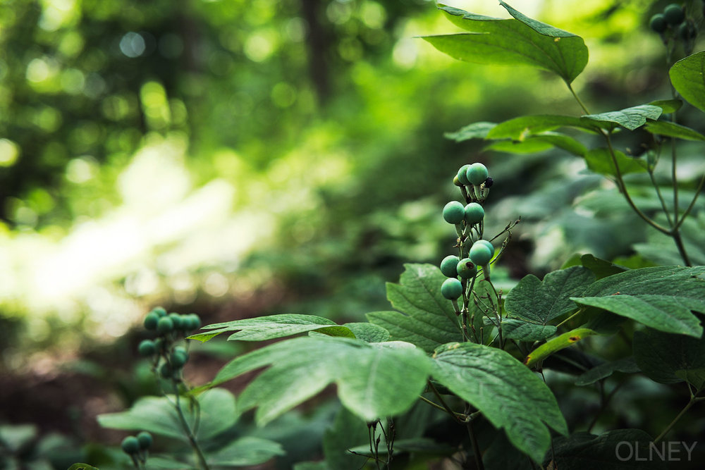 plantes et baies val-david