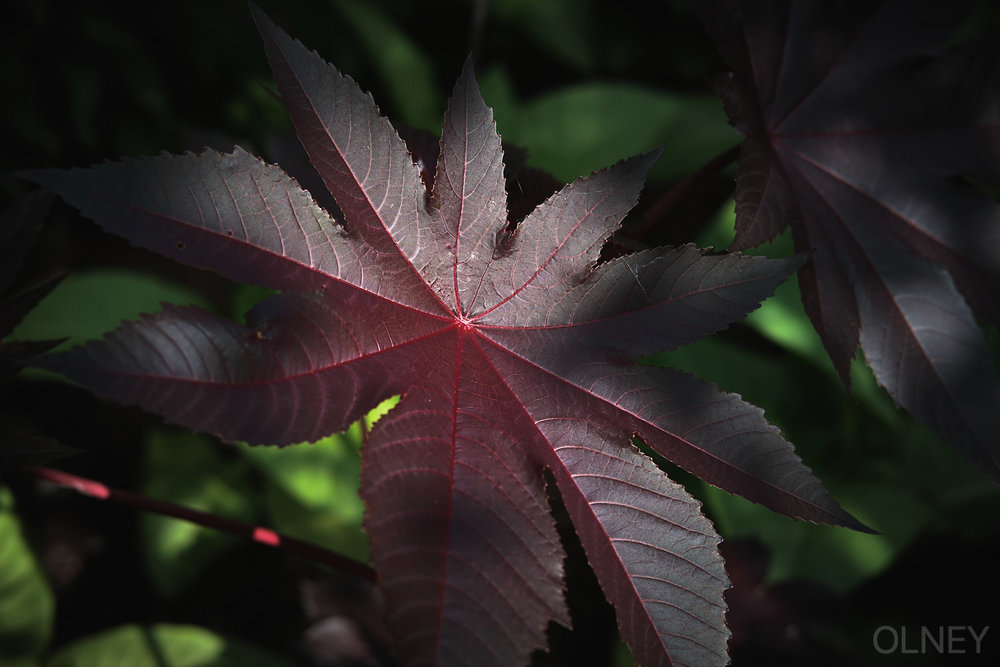 plant leaf in the sun val-david