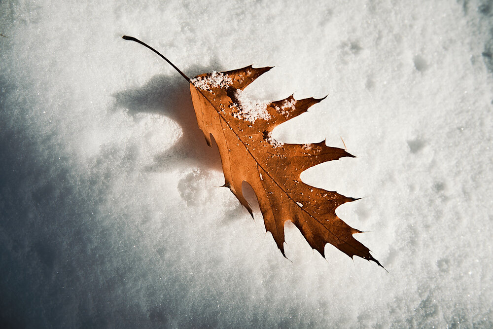 oak leaf rest on early snow