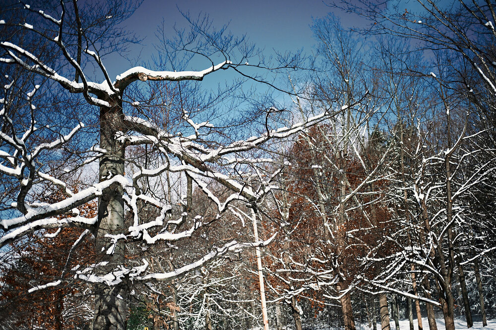 maze of branches covered with snow