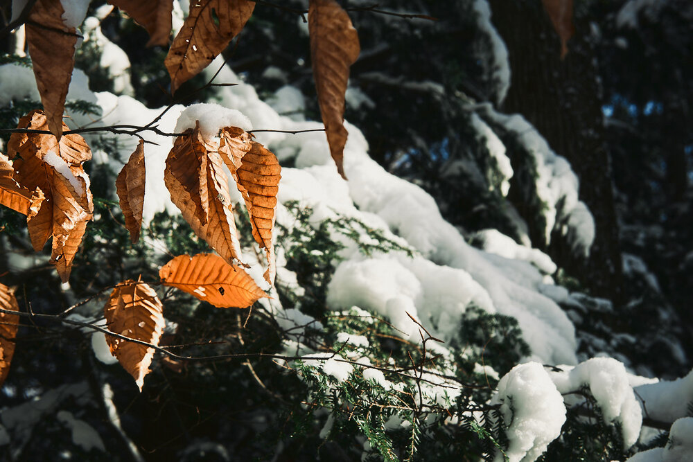 last leaves of fall