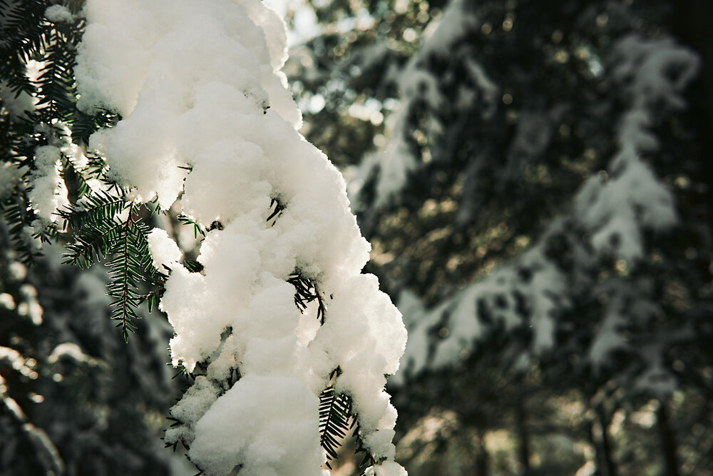 snow on a fir branch