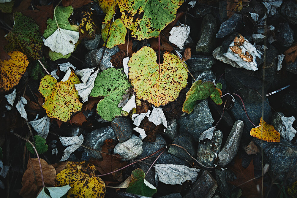fallen leaves on rock