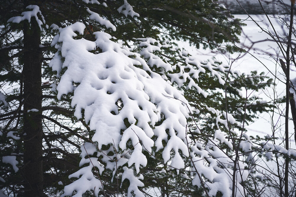accumulation de neige sur une branche de sapin