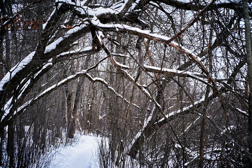 passage couvert de branches au boisé de la sauvagine à sherbrooke qc