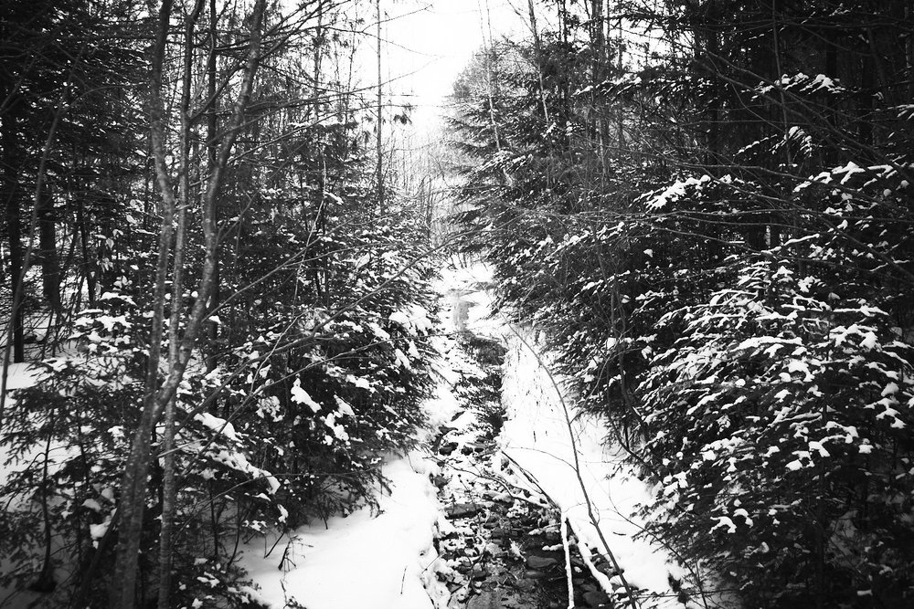 stream in the woods in winter