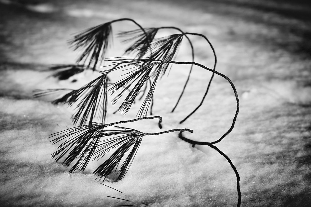 Pine twig in the snow