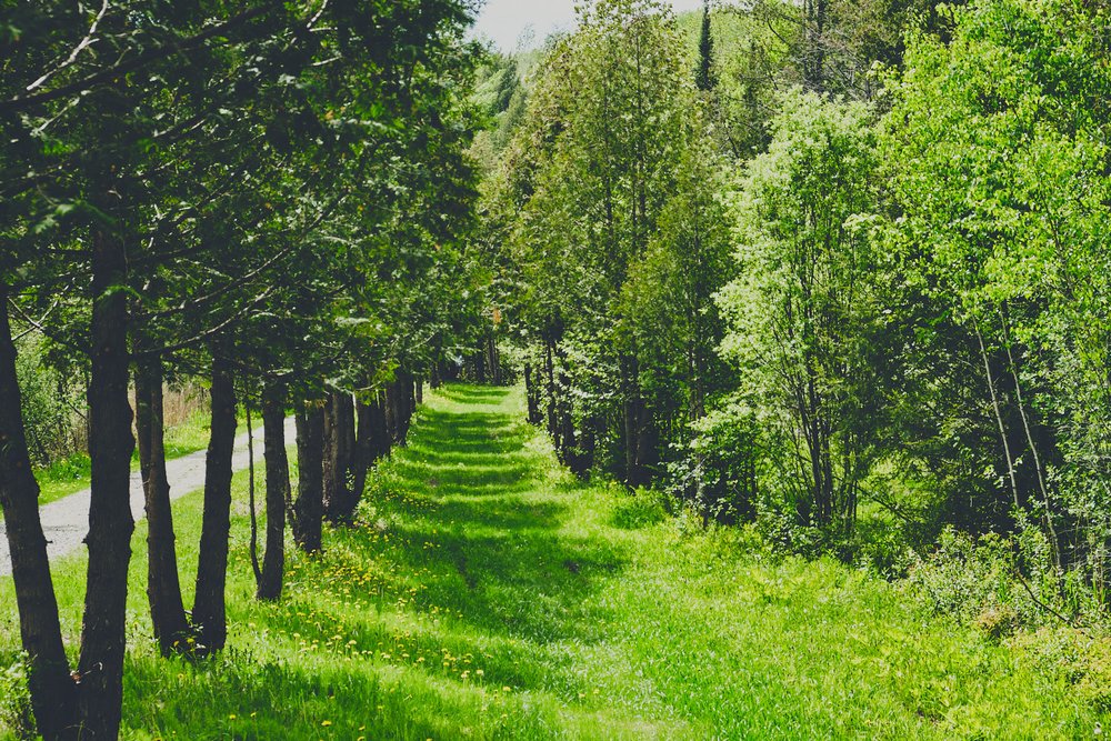 allée d'arbres