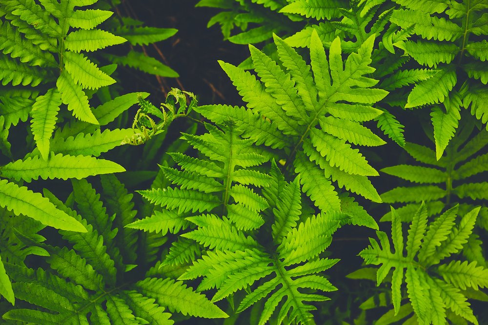 Ferns