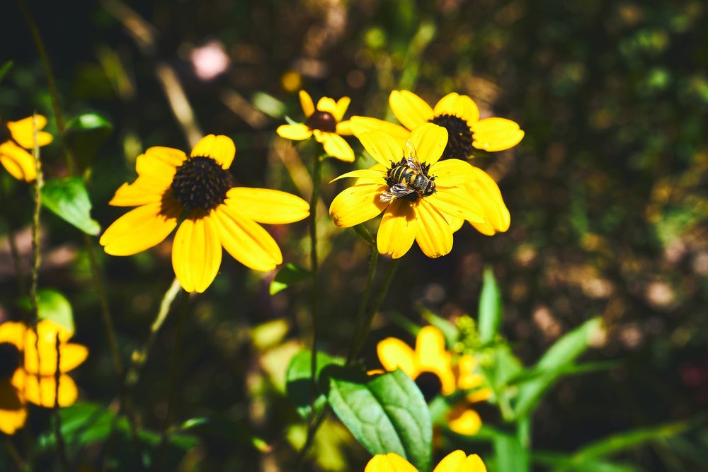 Bee on flower in the fall