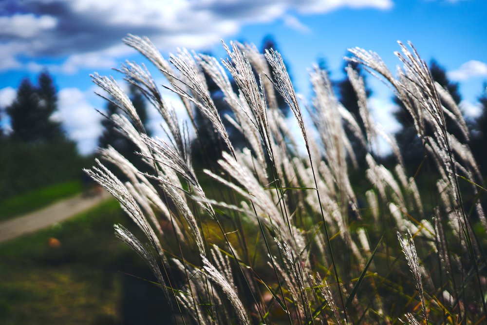 Silver weed blowing in the fall wind