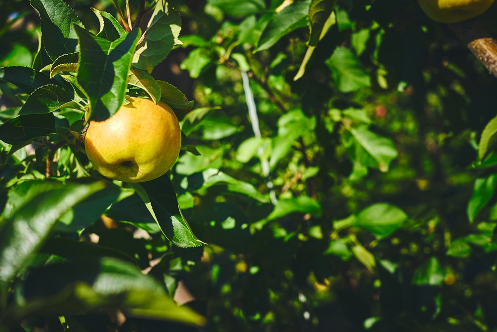 Yellow PrimGold apple on its branch