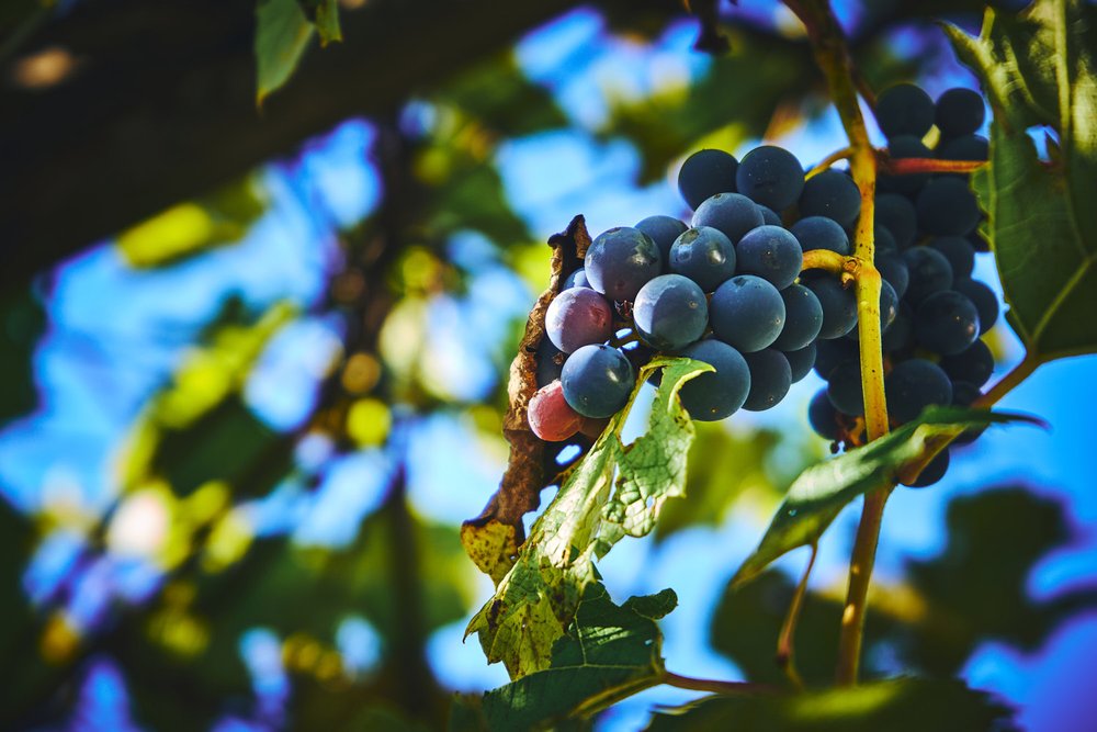 Grapes in the fall