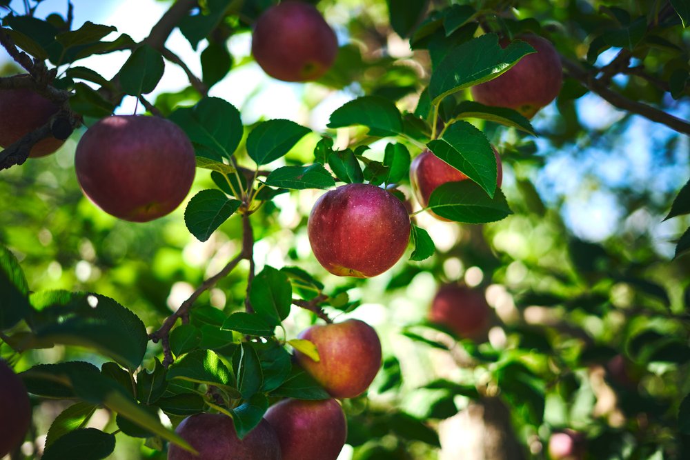 Apples on tree