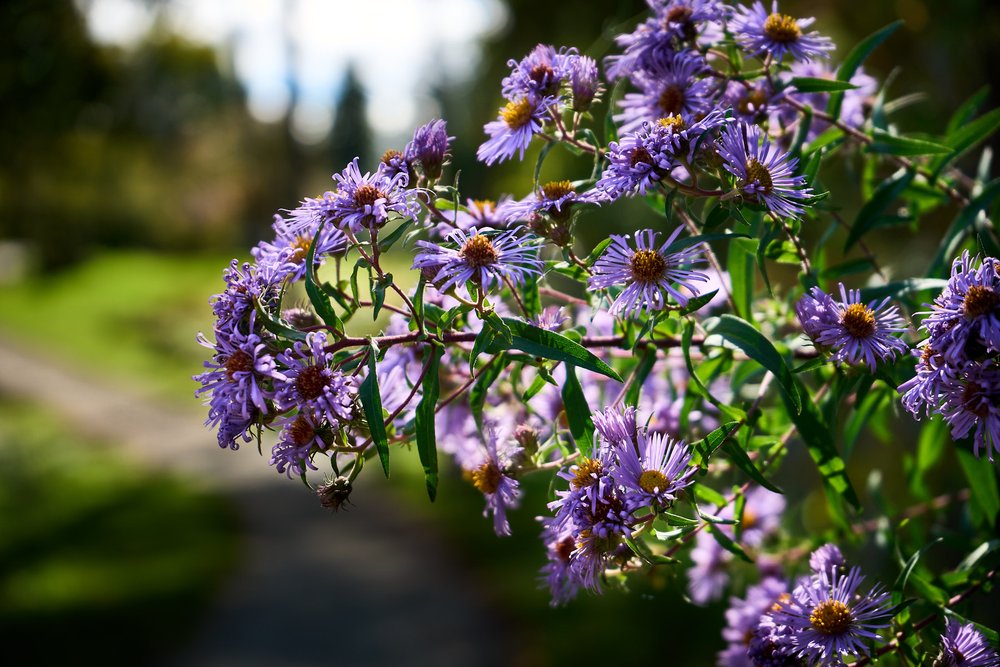 Purple flowers in Windsor QC