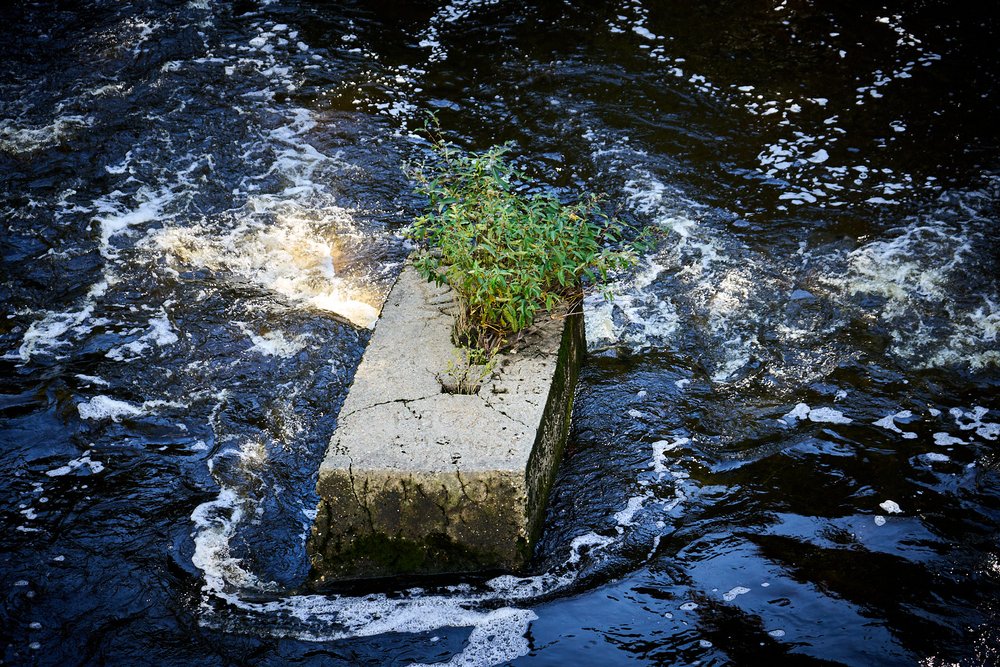 bush growing on concrete in Watopeka River in Windsor QC