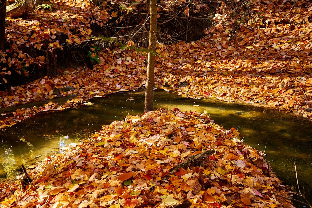 feuilles d'automne boisé de fontainebleau