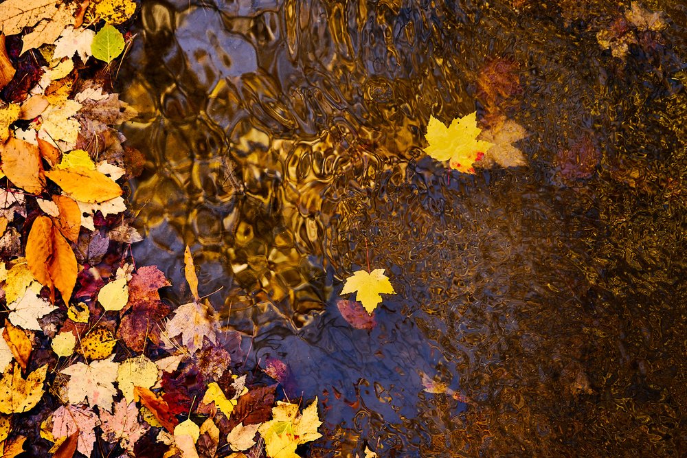 feuilles d'automne flottant sur l'eau