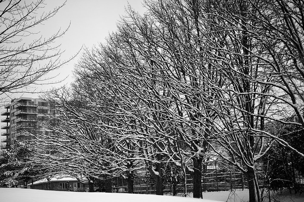 row of trees in the snow with building in background