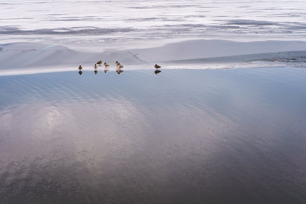 Ducks resting on thin ice on Lake Massawippi in North Hatley QC Canada