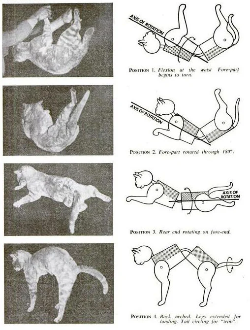 Cat falling.jpg