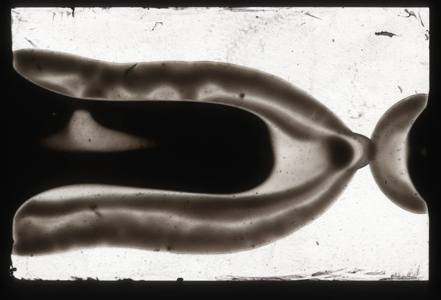 Digital Scan 2” x 2” Projection Slide, Hair Weave Bonding Glue 2014