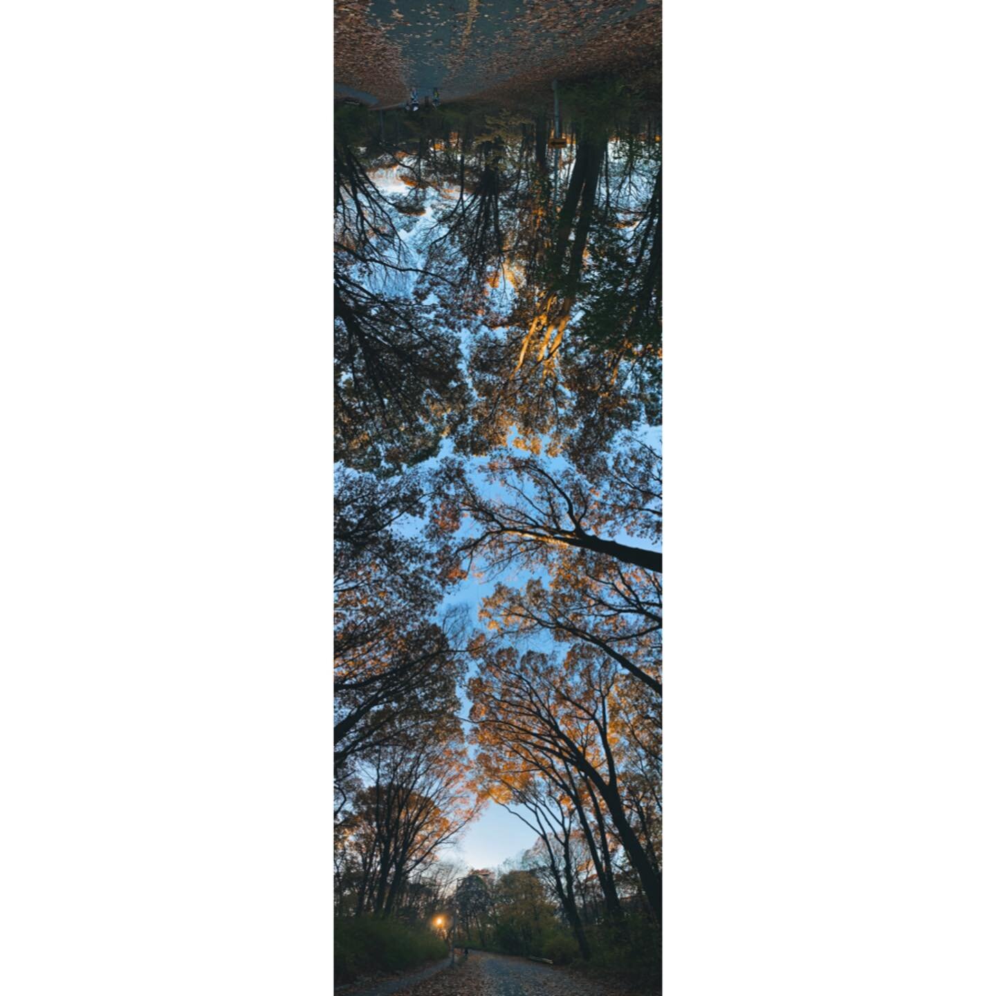 #AutumnalWalks in #Queens 🍂🍃🍂🍃 ; Literally bent over backwards for this shot ; #iphonepanorama for the win!