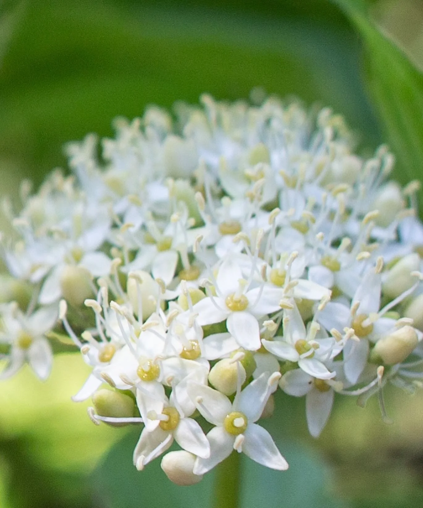 More #macrophotography from @brooklynbotanic 🔍🪻🌿