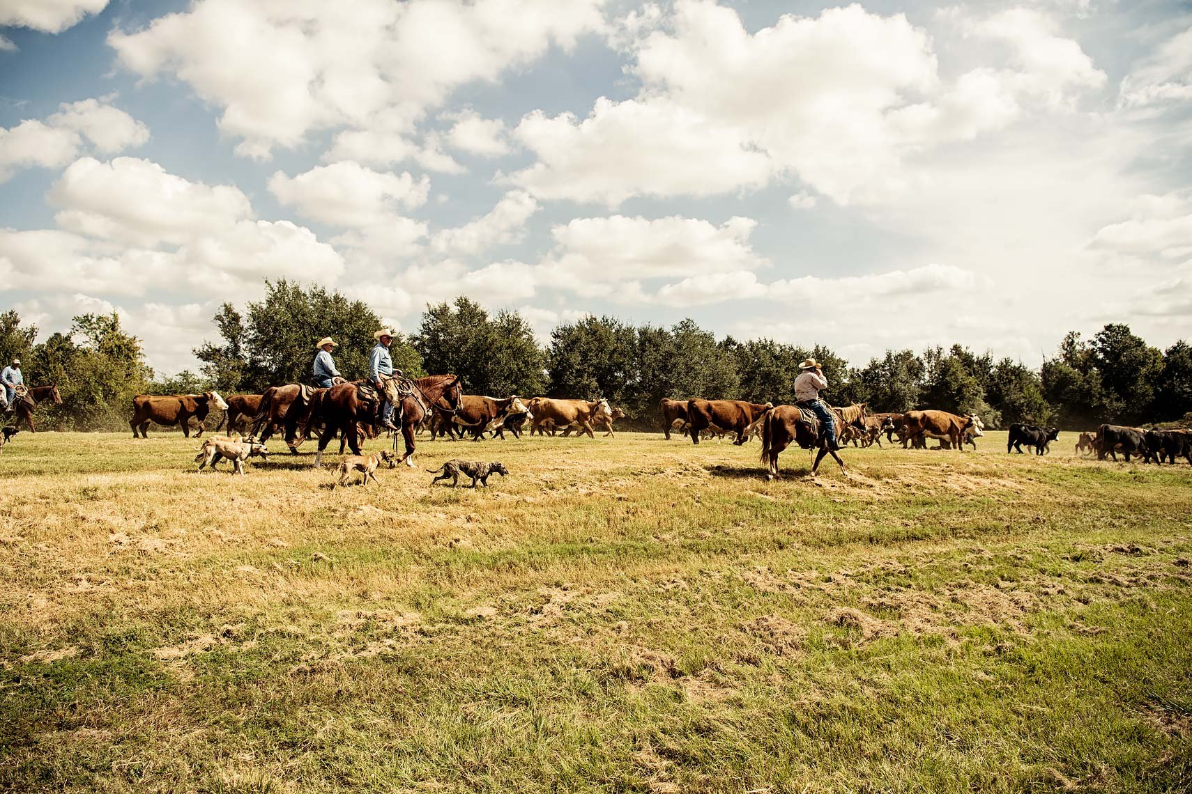 Cowbouy and dogs on range-C-188-S-3374.jpg