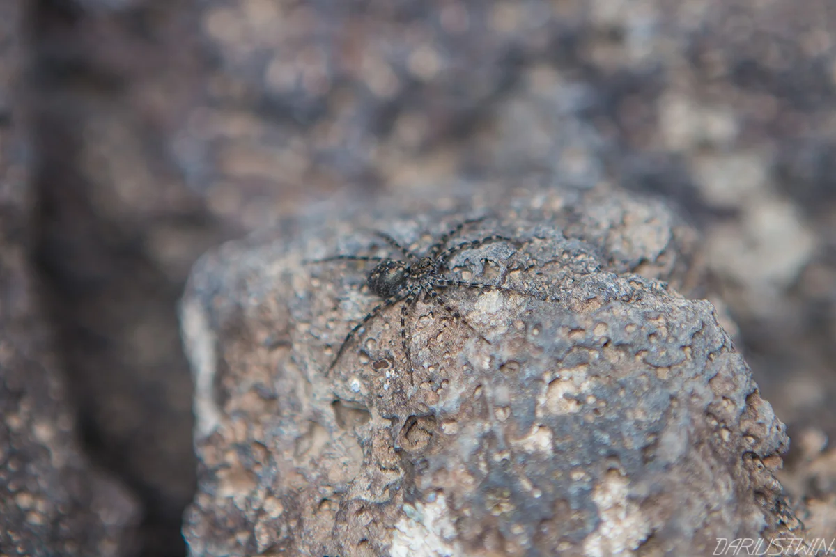 wolfspider-lavafields-dariustwin-travel-utah.jpg