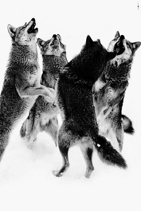 DancingWolves.jpg