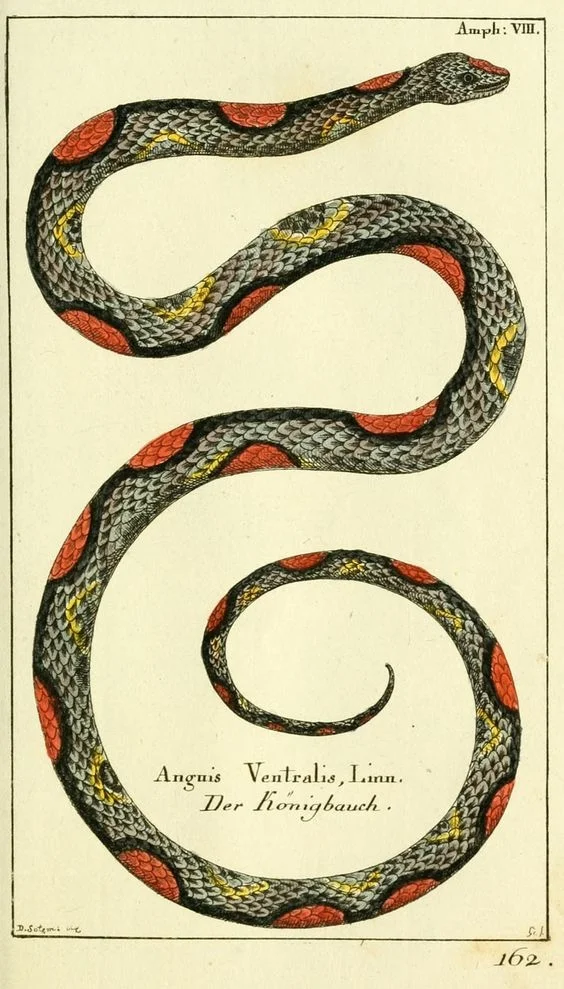 AriesFullMoon18.Snake.Borowski.jpg