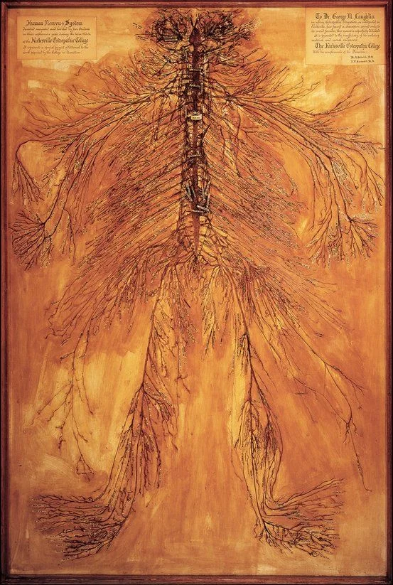 nervous system.jpg