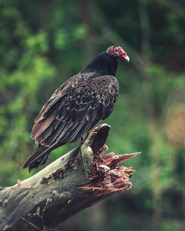 I spent nearly half an hour watching a group of six Turkey Vultures this morning and it was rad.