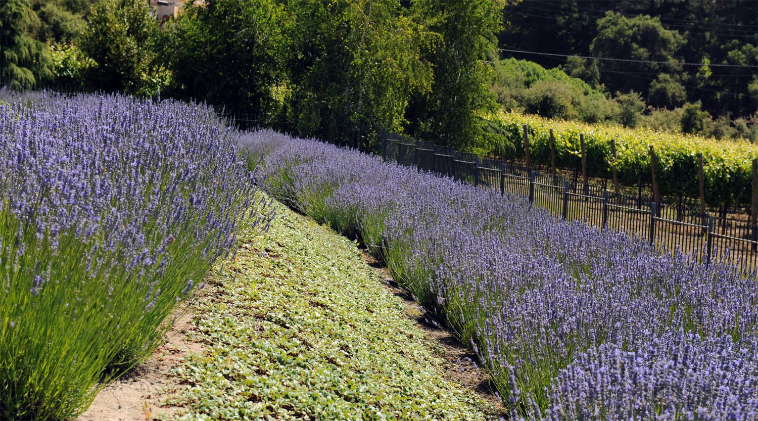 Inspired by the Provence region of France; this residence is set on the uphill end of a valley overlooking their vineyard and country barn below. Estate Garden - Design and Installation