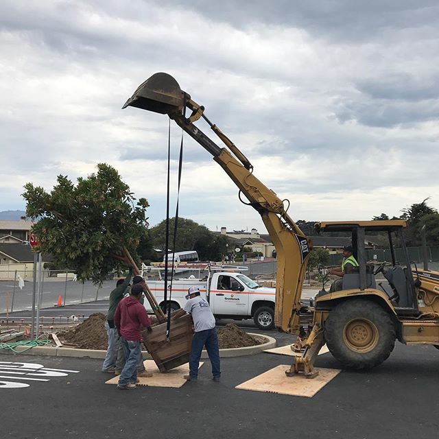 Planting some 36&quot; box trees in Pebble Beach.