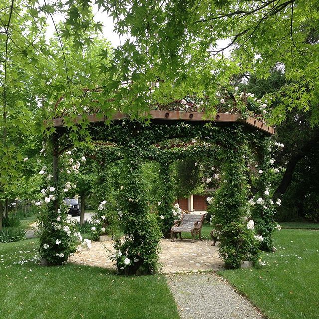 Roses on an old French trellis with a cobble stone sitting area.