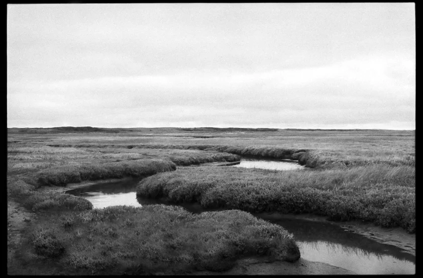 Swamp, Texel, The Netherlands
