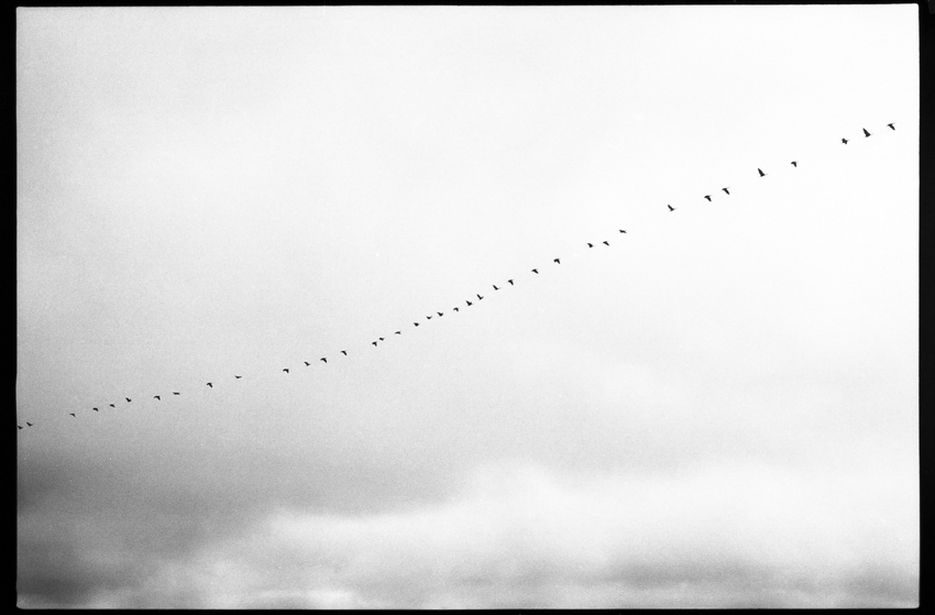 Birds, Texel, The Netherlands