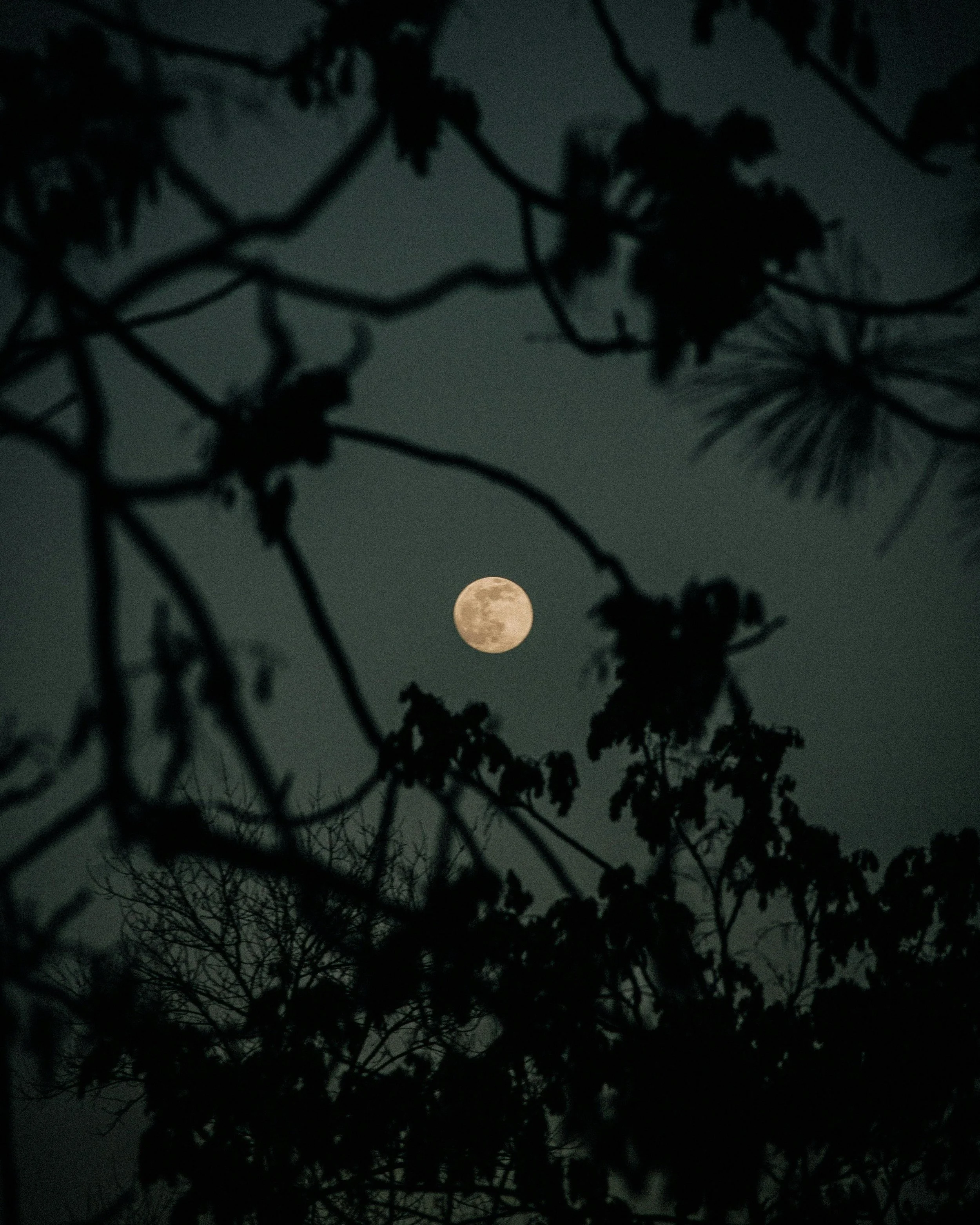 Full Moon Gathering: Mindful Practices and Community Connection with Carrie Dennison