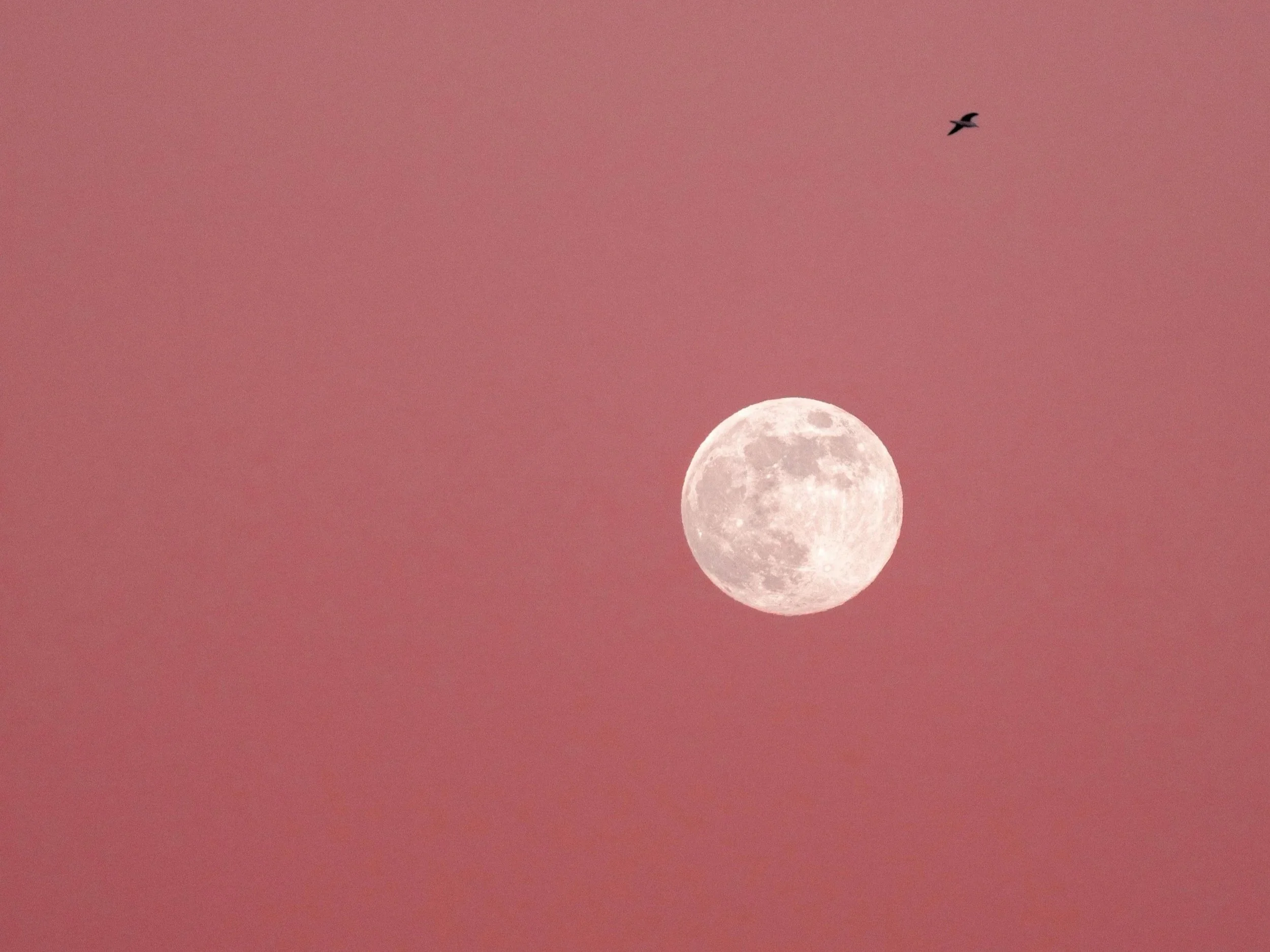 Full Moon Gathering: Mindful Practices and Community Connection with Carrie Dennison