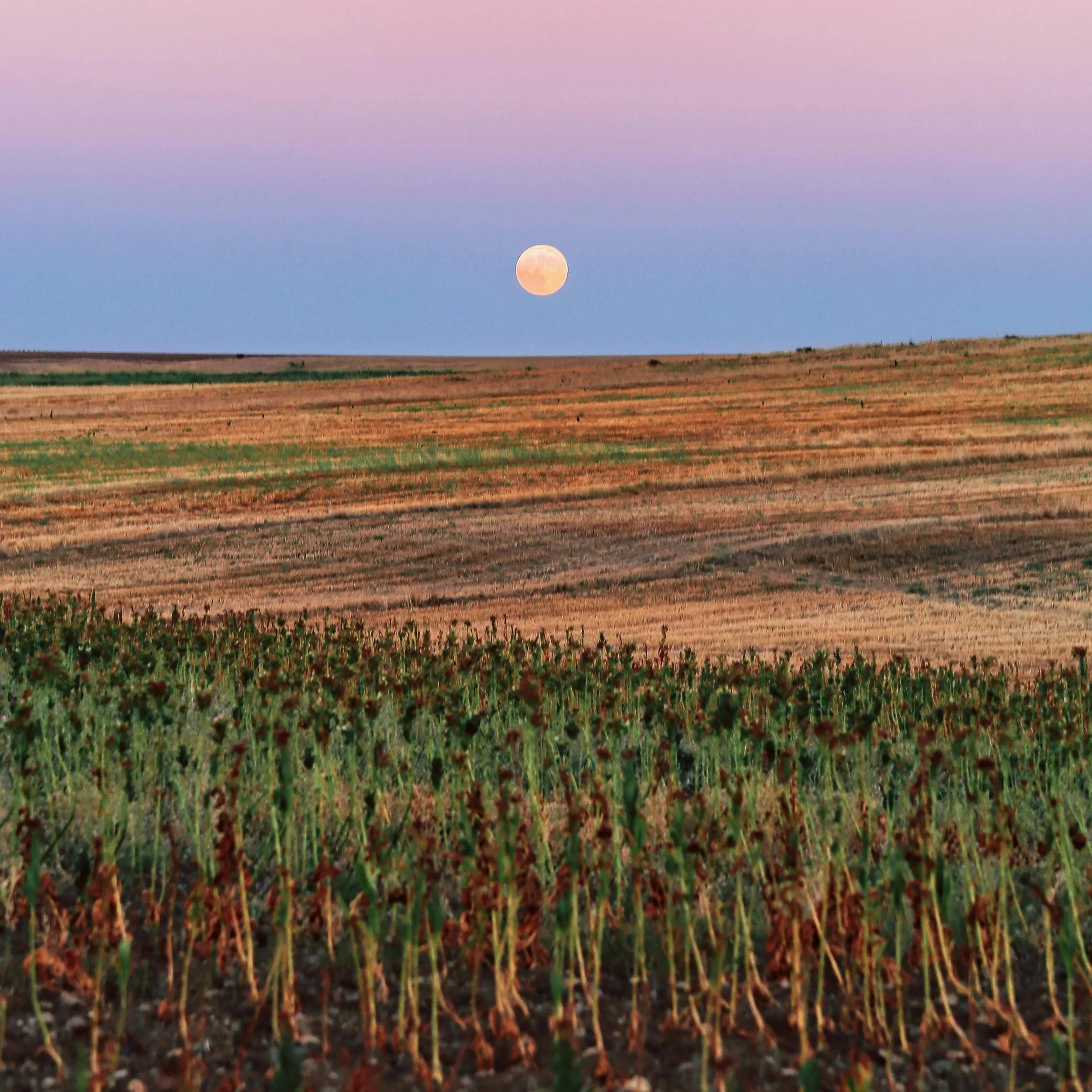 Full Moon Gathering: Mindful Practices and Community Connection with Carrie Dennison