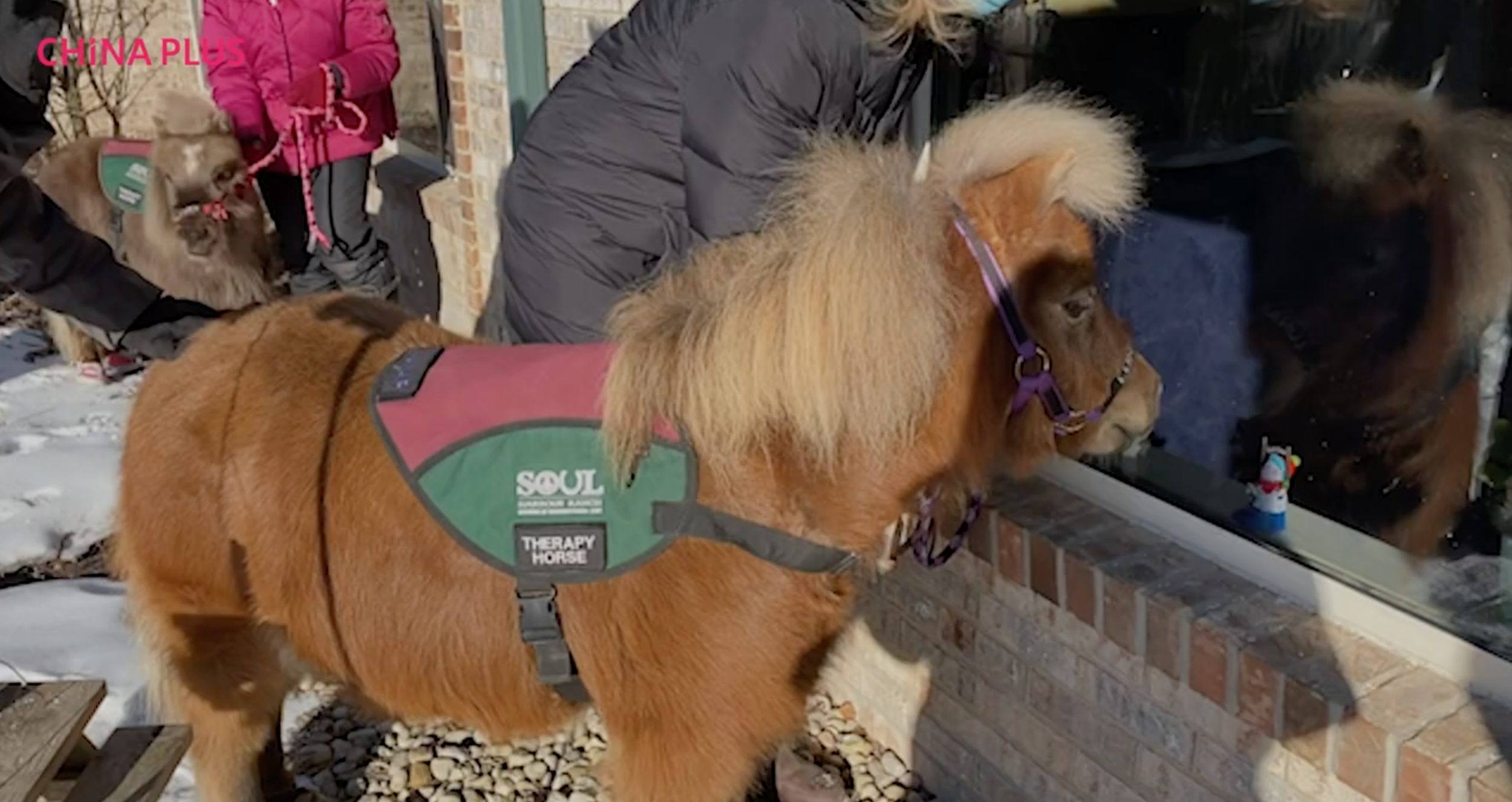 China Plus America: Animal therapy during covid time (Copy)